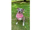 Adopt London a Pit Bull Terrier, American Staffordshire Terrier