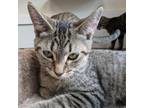 Adopt Charlie a Domestic Short Hair
