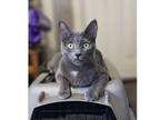 Adopt Lady Jane Gray a Domestic Short Hair