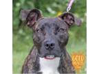Adopt Cheyenne a Pit Bull Terrier, Mixed Breed