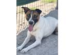 Adopt Shadow a Jack Russell Terrier