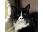 Adopt Nella a Domestic Long Hair