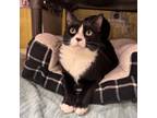 Adopt Norah a Domestic Short Hair
