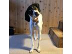 Adopt Dixie - Foster a Mixed Breed