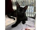Adopt Stolas a Domestic Short Hair