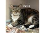Adopt Bella 240587 a Domestic Short Hair