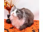 Adopt Mara (Roxie) a Domestic Long Hair
