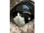 Adopt Chinook a Domestic Medium Hair, Domestic Short Hair