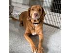Adopt Poppy *Adoption Pending* a Beagle, Mixed Breed