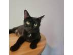 Adopt Mommy Dearest C16756 a Domestic Short Hair