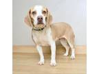 Adopt Dorothy D17047 a Beagle