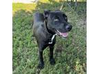 Adopt Velvet a Black Labrador Retriever