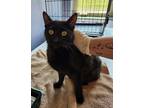 Adopt Midnight Moon a Domestic Short Hair