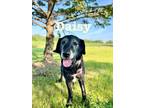 Adopt Daisy lab a Labrador Retriever