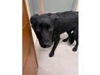 Adopt Perdita 30915 a Labrador Retriever, Mixed Breed