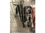 Adopt Jess 123968 a Pit Bull Terrier, Mixed Breed