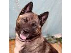 Adopt Mina a Akita