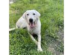 Adopt Winslow a Labrador Retriever, Great Pyrenees