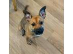 Adopt Peppy a Shepherd, Pit Bull Terrier