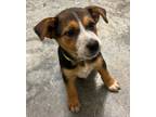 Adopt Viper a Australian Cattle Dog / Blue Heeler, Mixed Breed