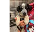 Adopt Crane a Australian Cattle Dog / Blue Heeler, Mixed Breed
