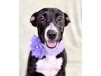 Adopt Gecko a Labrador Retriever, Mixed Breed