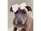Adopt Nanna a Pit Bull Terrier, Mixed Breed