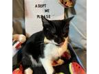 Adopt Churro 061706N a Domestic Short Hair