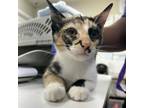 Adopt Calli a Domestic Short Hair