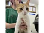 Adopt Ginger a Domestic Short Hair