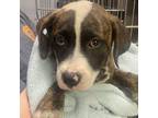 Adopt Kenya a Black Mouth Cur