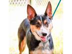 Adopt Girly Pop a Australian Cattle Dog / Blue Heeler