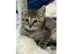 Adopt Rye 24 a Tabby