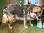 Adopt Freya 24 a German Shepherd Dog