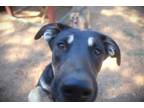 Adopt Friskie Bella 24 a Shepherd