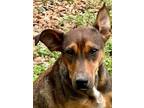 Adopt Anna 23 a Mixed Breed