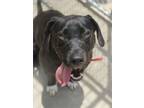 Adopt Ruby Tuesday 23 a Labrador Retriever