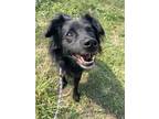 Adopt Smokey a Mixed Breed