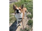 Adopt Siren a Mixed Breed