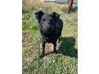 Adopt Shadow a Mixed Breed