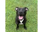 Adopt Janis a American Staffordshire Terrier