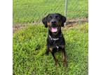 Adopt Gabby a Rottweiler, Mixed Breed