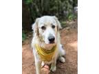 Adopt Oso a Great Pyrenees