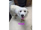 Adopt Yonah a Great Pyrenees