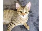 Adopt Marie a Domestic Short Hair, Tabby