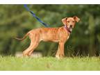 Adopt Arrow a Hound, Mixed Breed