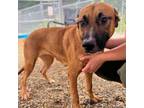 Adopt Daisy a German Shepherd Dog, Labrador Retriever