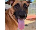 Adopt Wendy a German Shepherd Dog, Mixed Breed