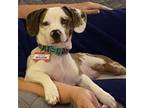 Adopt Willow a Dachshund