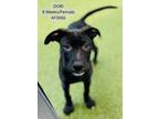 Adopt Dori a Pit Bull Terrier, Labrador Retriever